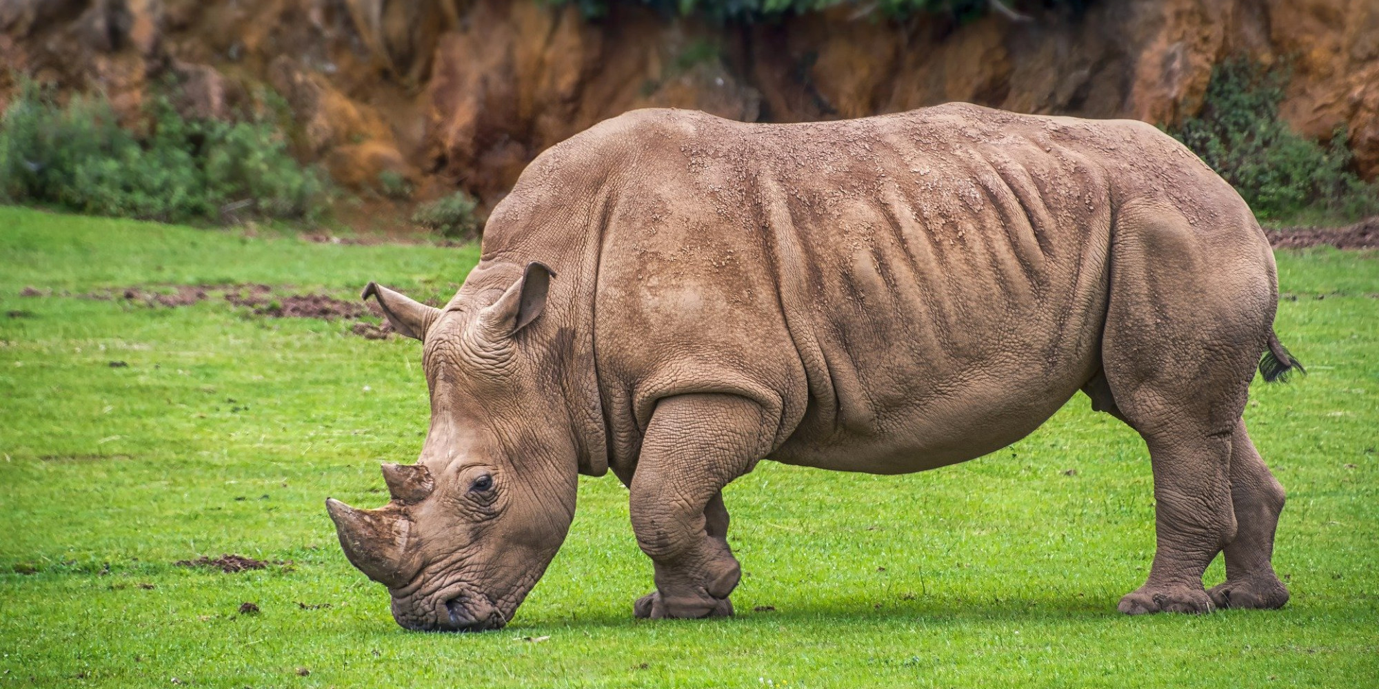 image de rhinocéros