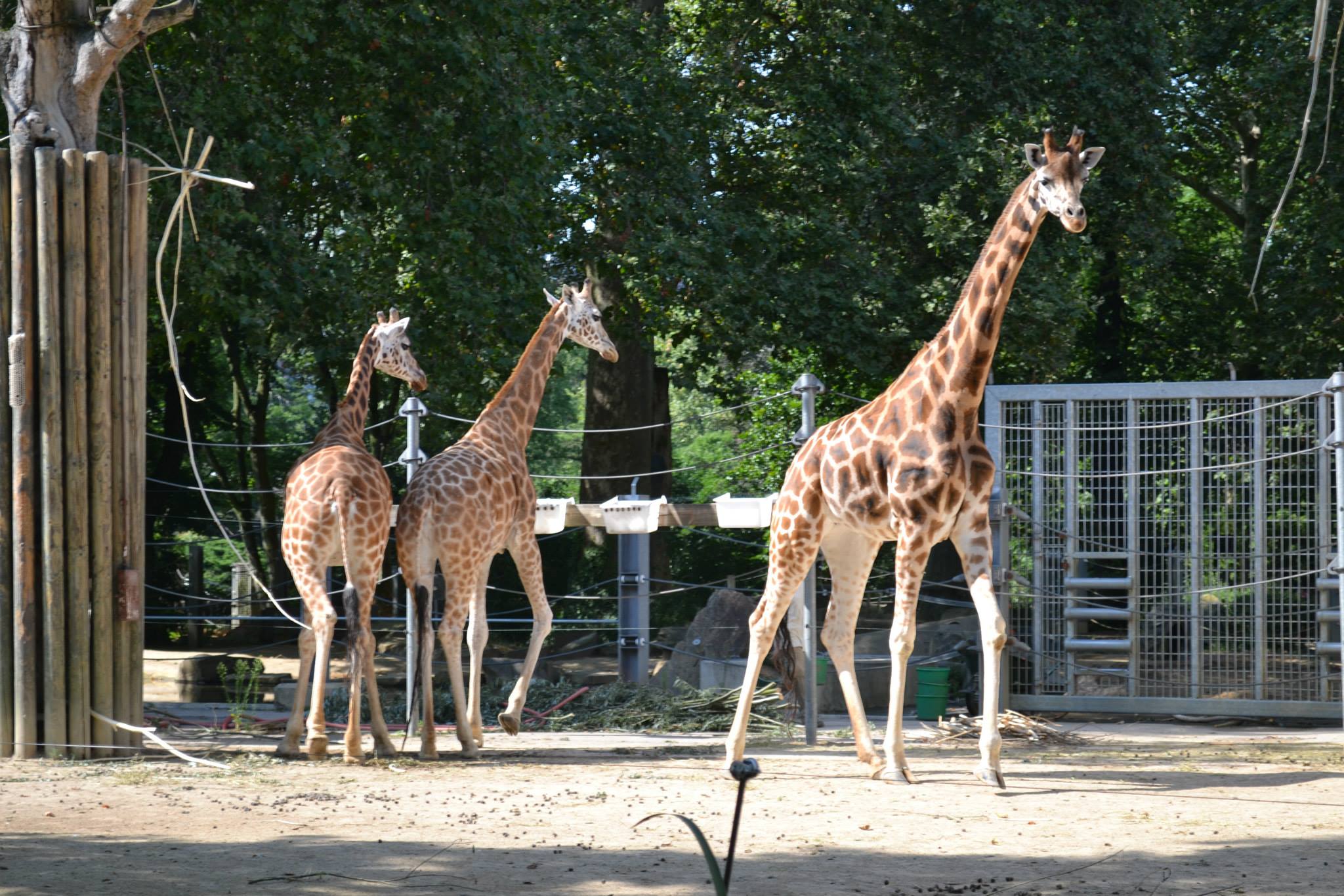 photo de girafes